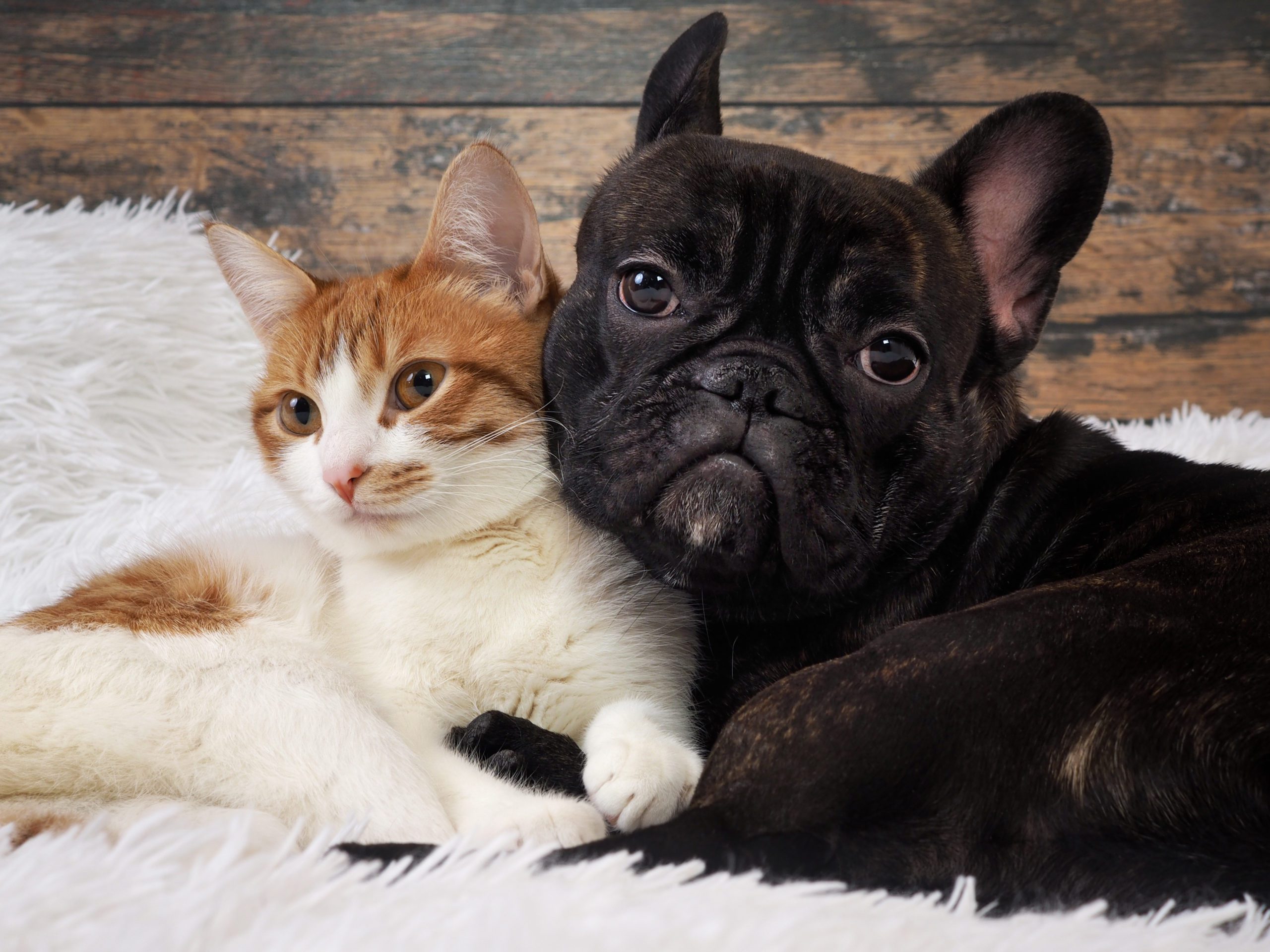 Cat and dog cuddling. Cute Pets. Portrait