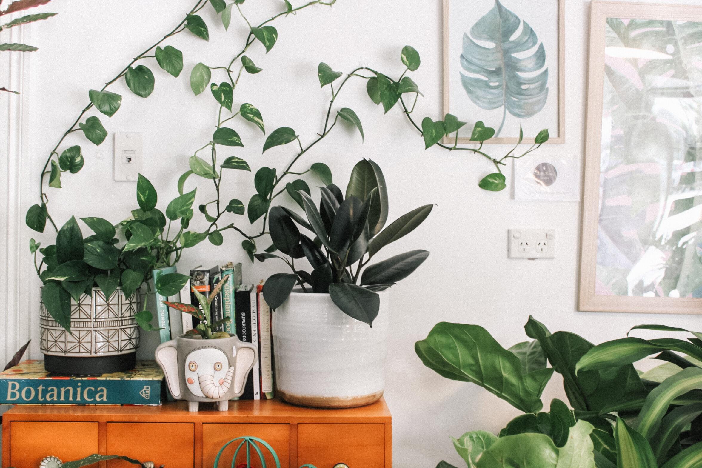 green plants in an apartment